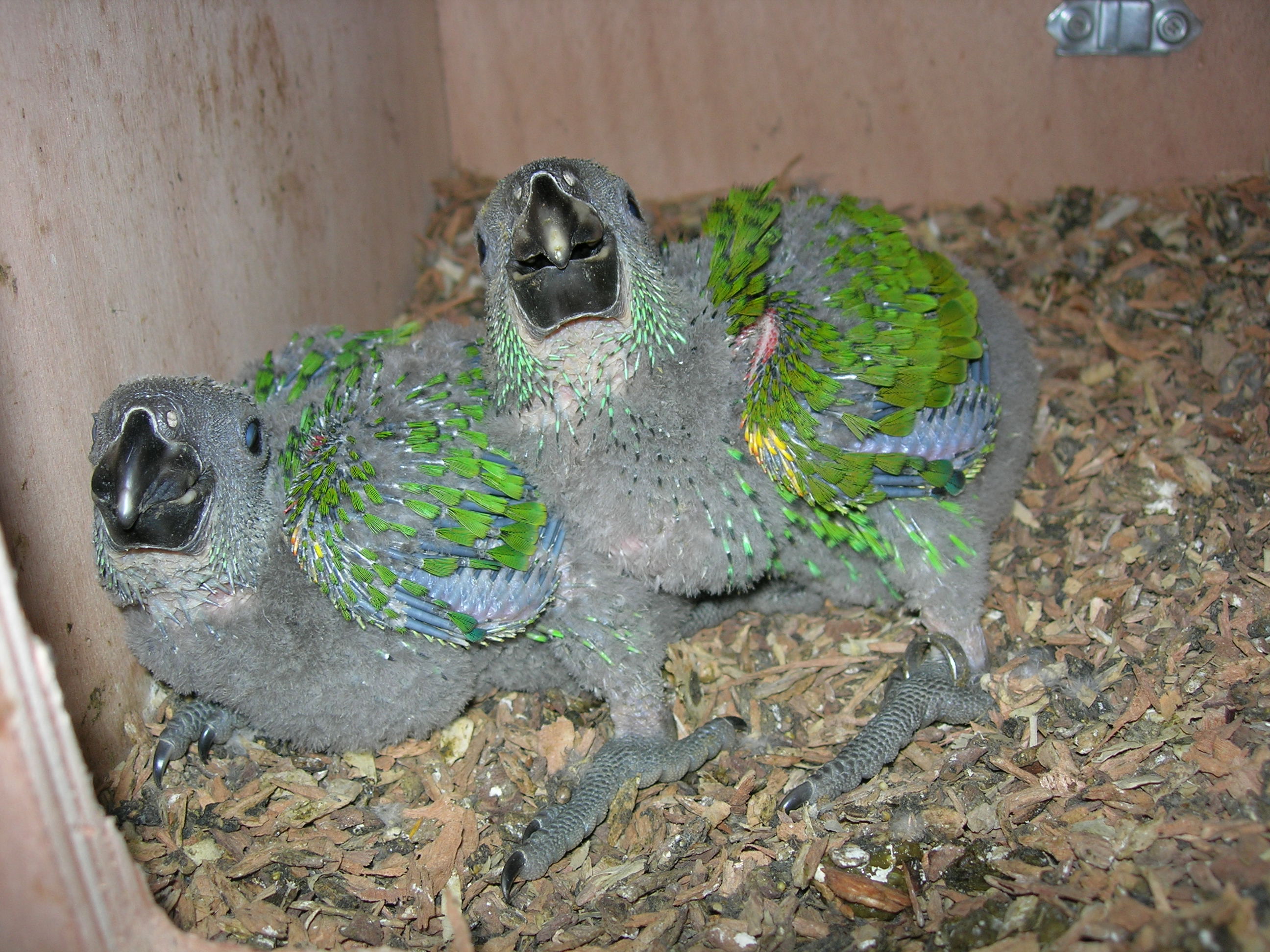 nid grande perruche,nest big parakeet,nido perico alta,parrachetto nido  alta